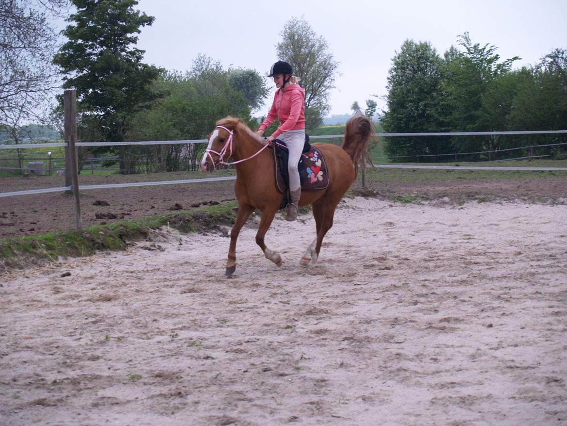 "Min vildhest er bedst" billede 22