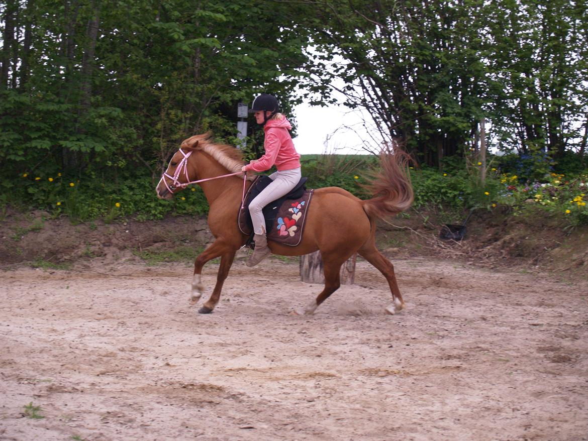 "Min vildhest er bedst" billede 23