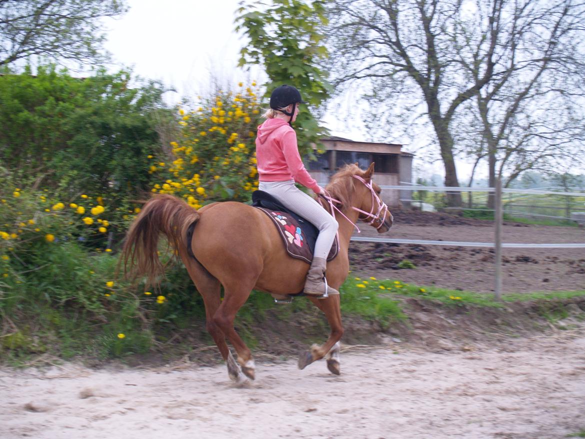 "Min vildhest er bedst" billede 26