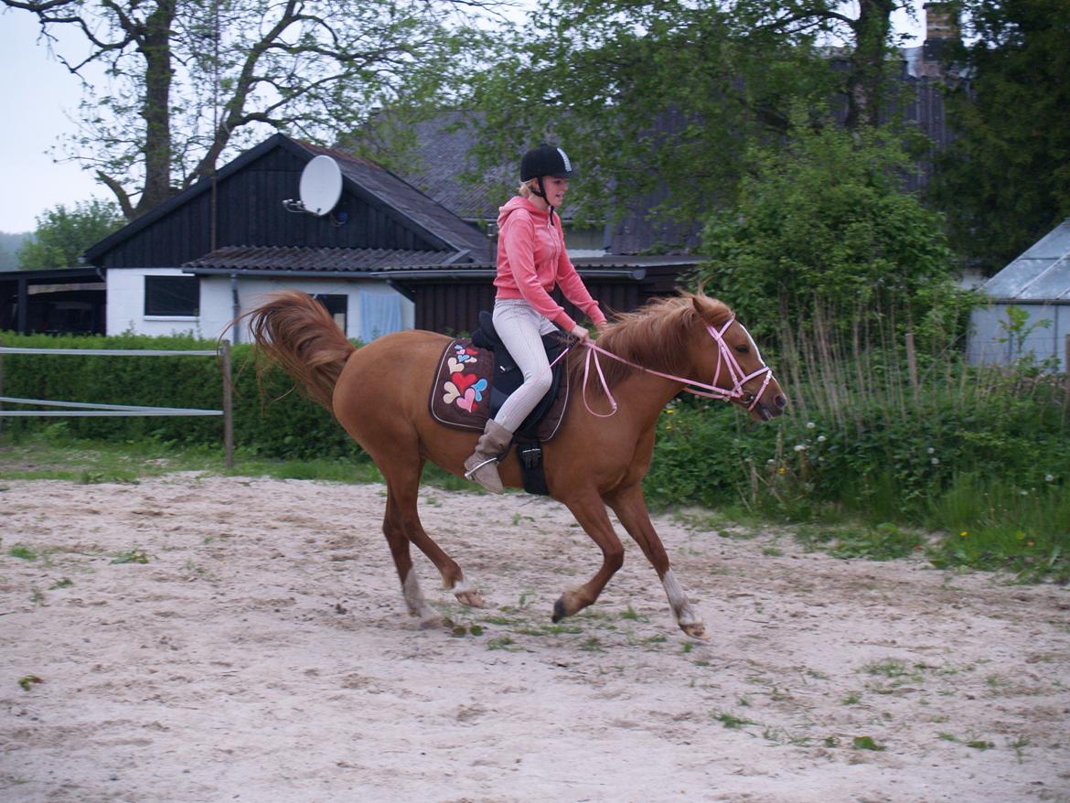 "Min vildhest er bedst" billede 27