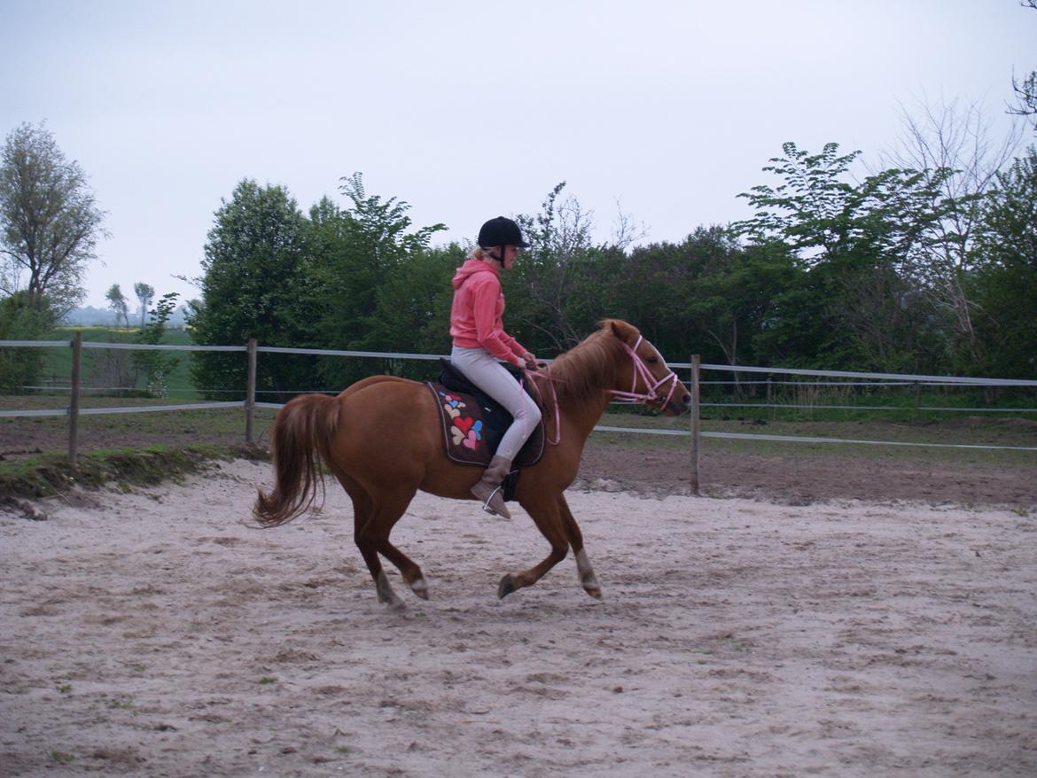 "Min vildhest er bedst" billede 29