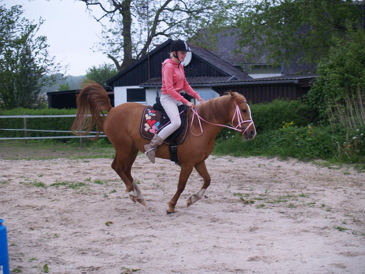 "Min vildhest er bedst" billede 30