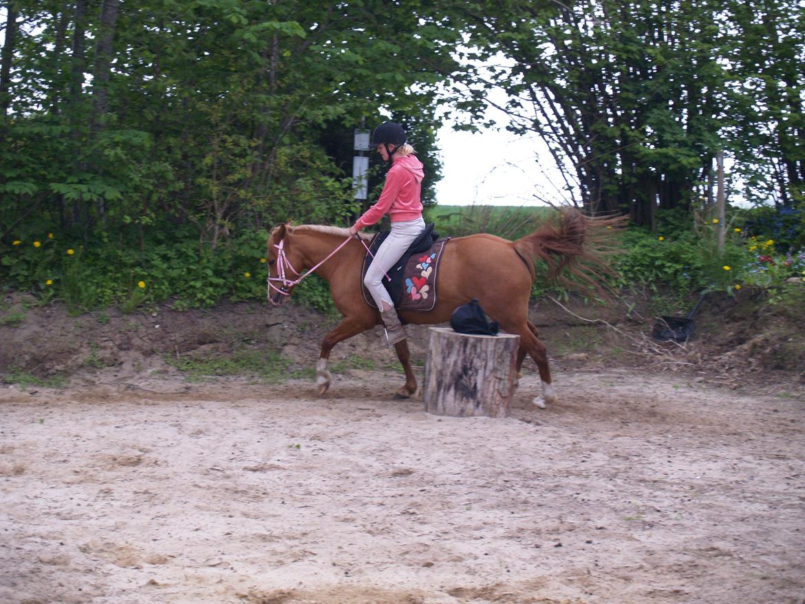 "Min vildhest er bedst" billede 32