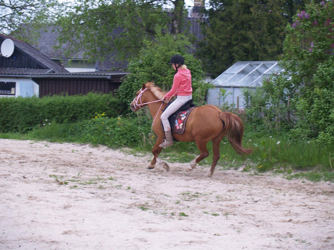 "Min vildhest er bedst" billede 33