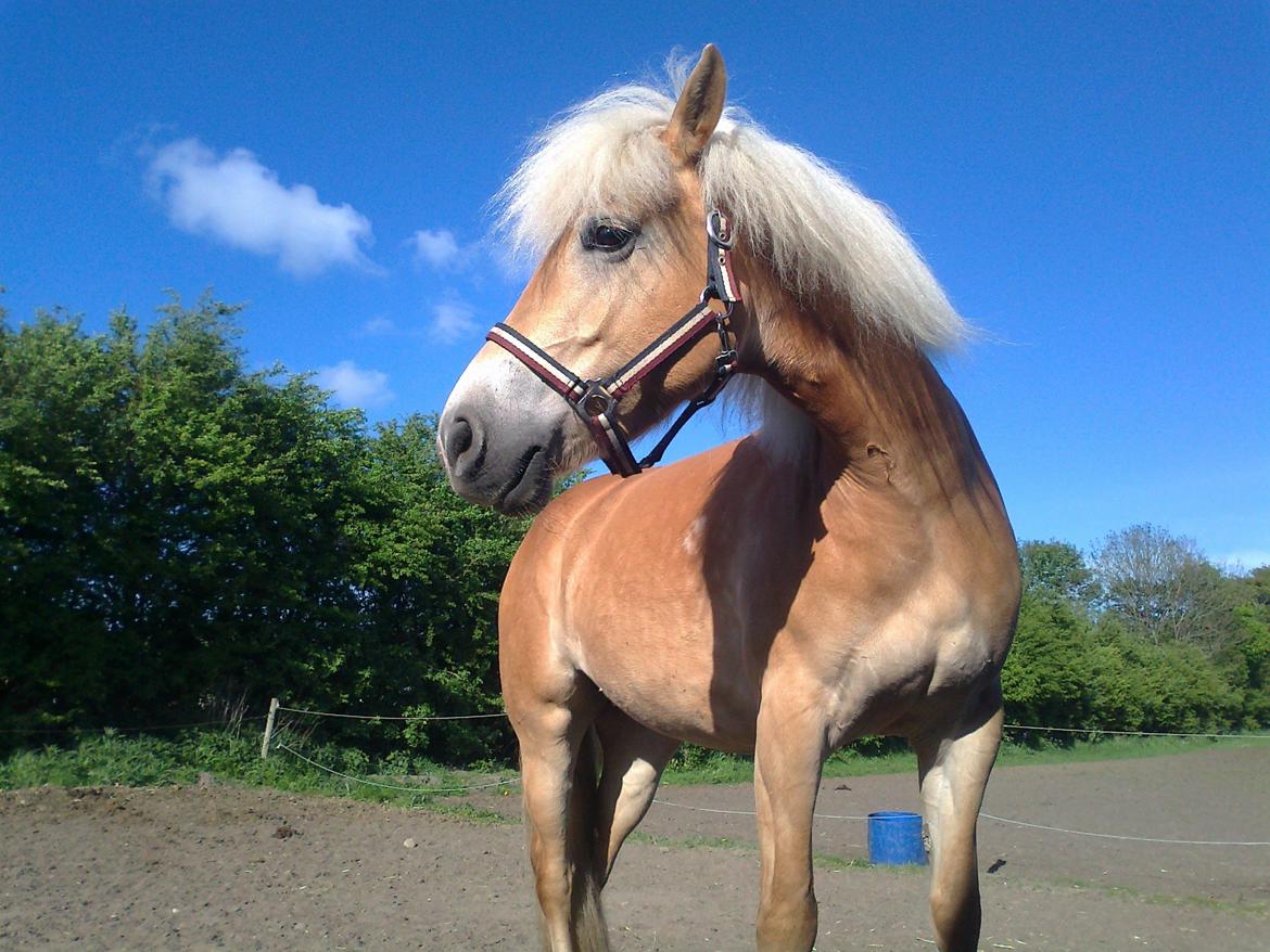 Suesette 2013 Andrup Ridecenter  - 1 af 3 billeder som er starten på et nyt album - som jævnlig vil blive opdateret . billede 1