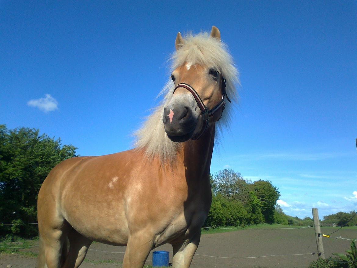 Suesette 2013 Andrup Ridecenter  billede 2