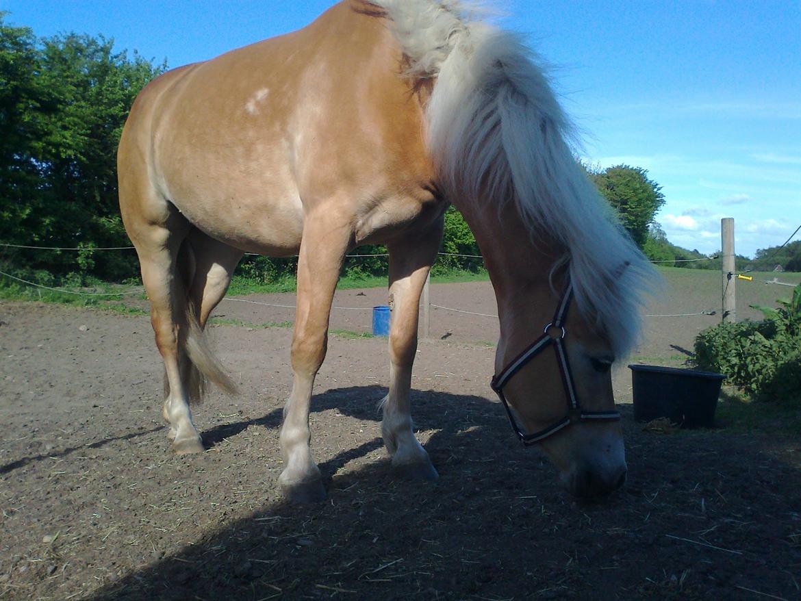 Suesette 2013 Andrup Ridecenter  billede 3