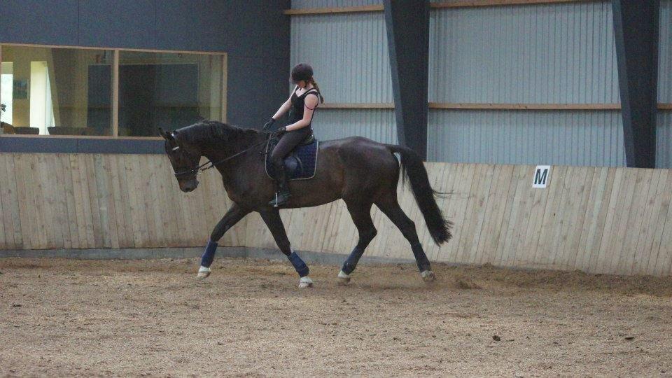 [NBP] - Dressurkursus ved Margit Ørum billede 9