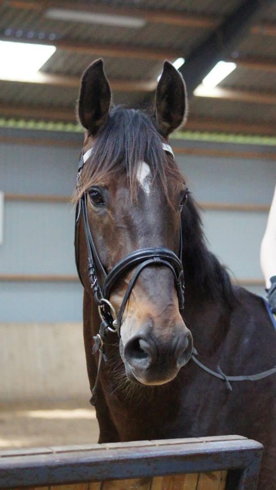 [NBP] - Dressurkursus ved Margit Ørum - Lækkermås.. <3 billede 14