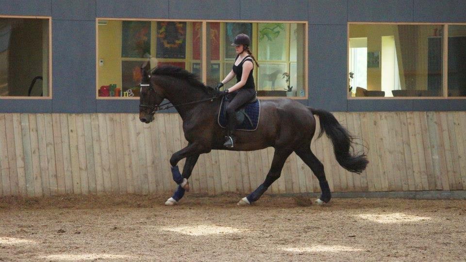 [NBP] - Dressurkursus ved Margit Ørum billede 28