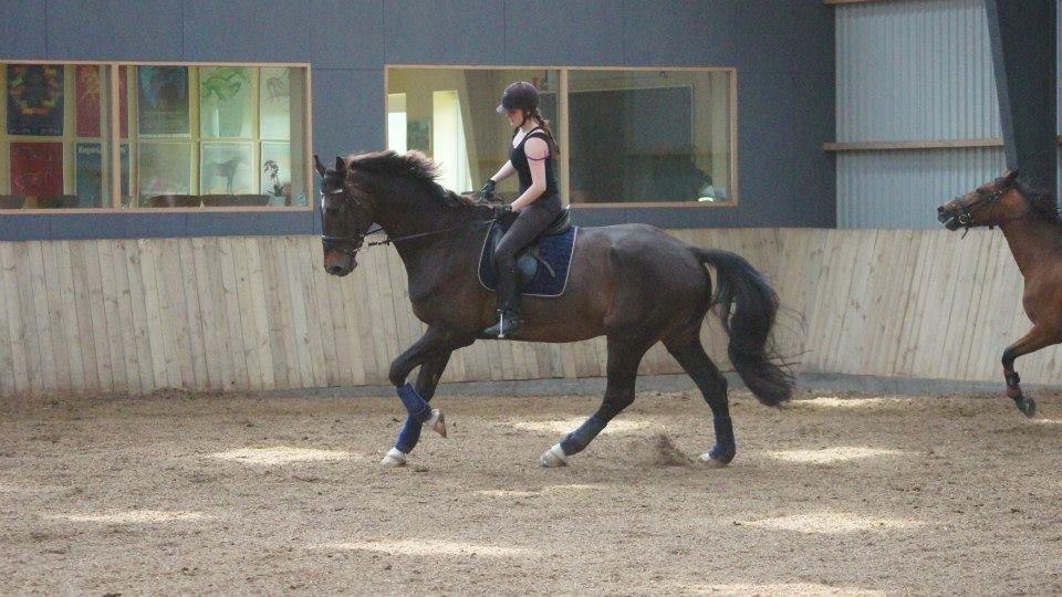 [NBP] - Dressurkursus ved Margit Ørum billede 30