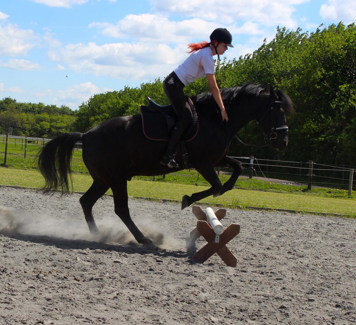 Dressur hesten bliver til spring hest<3 billede 1