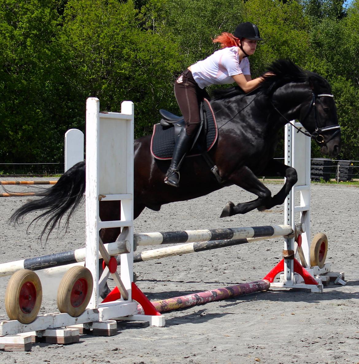 Dressur hesten bliver til spring hest<3 billede 7