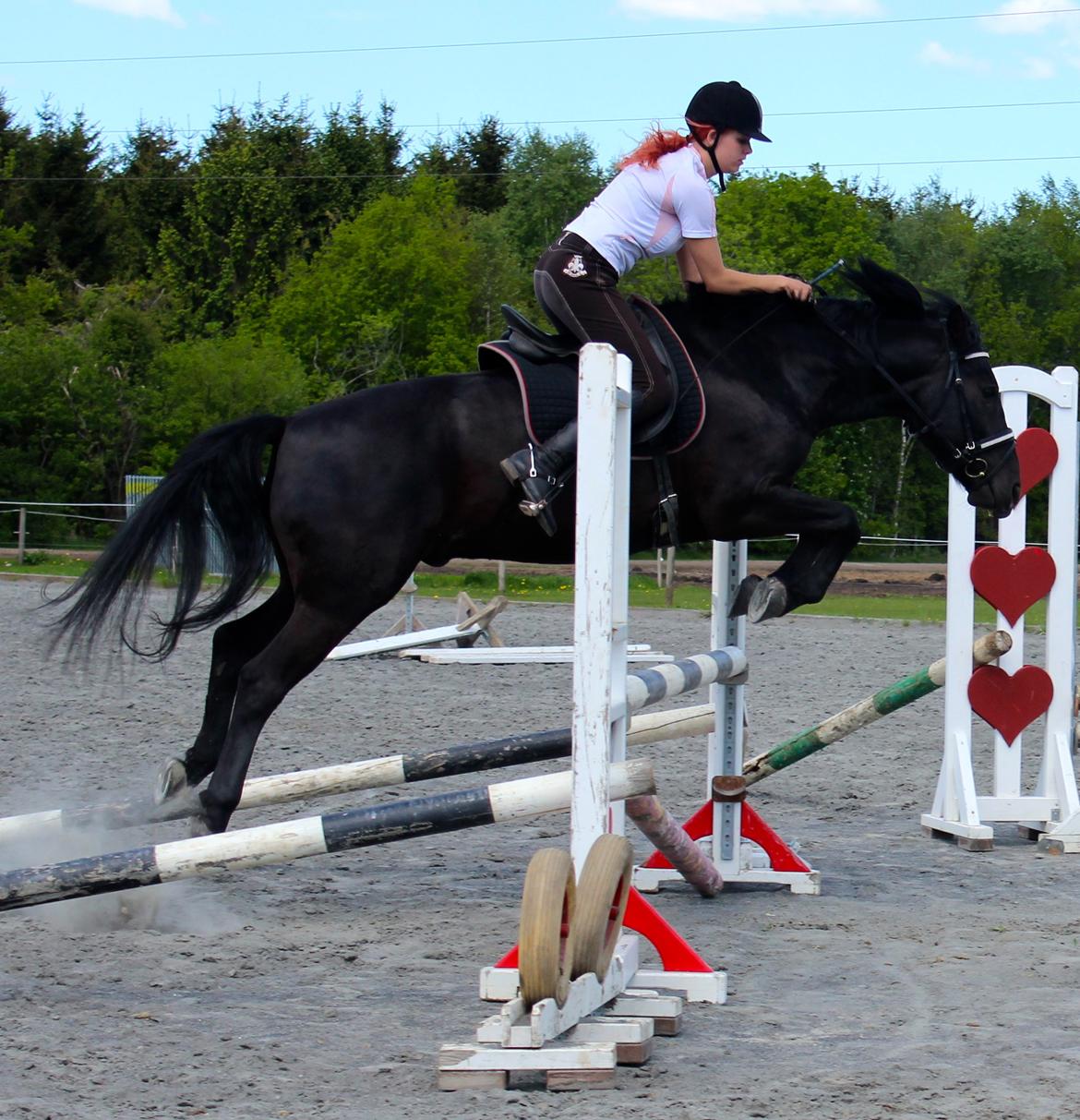 Dressur hesten bliver til spring hest<3 billede 10