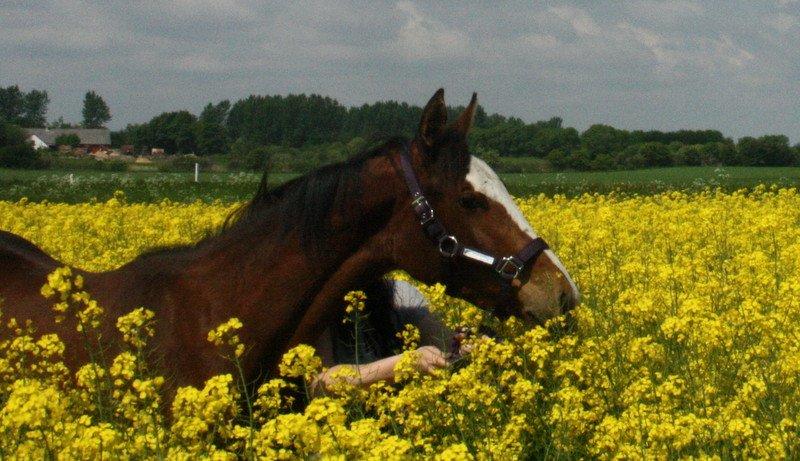 Gammelgaards La Titanic billede 20