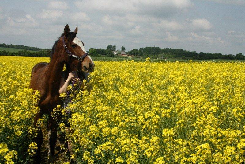 Gammelgaards La Titanic billede 31