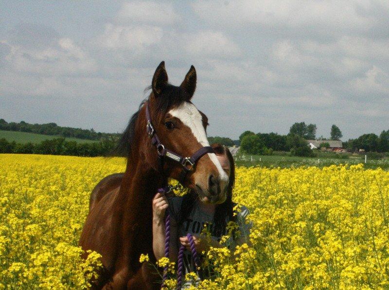 Gammelgaards La Titanic billede 32