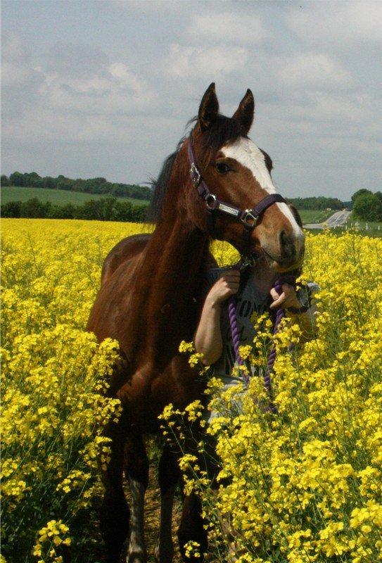 Gammelgaards La Titanic billede 33