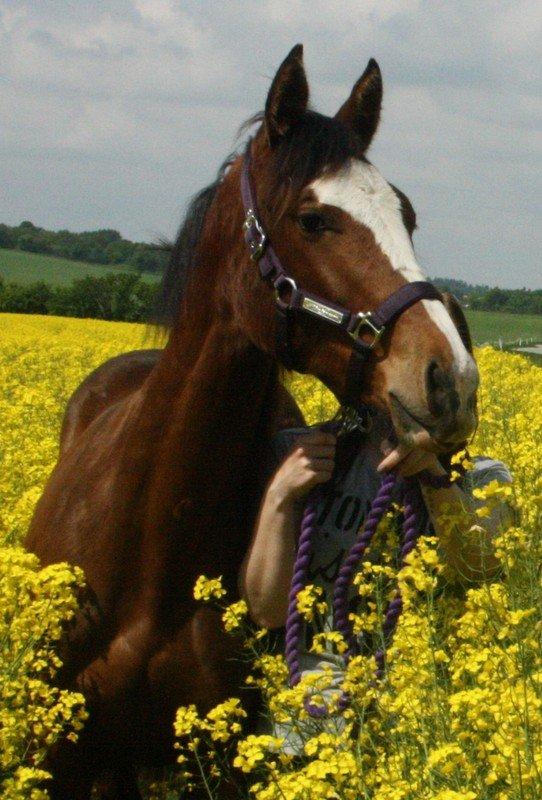 Gammelgaards La Titanic billede 34