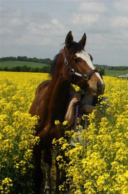 Gammelgaards La Titanic billede 35