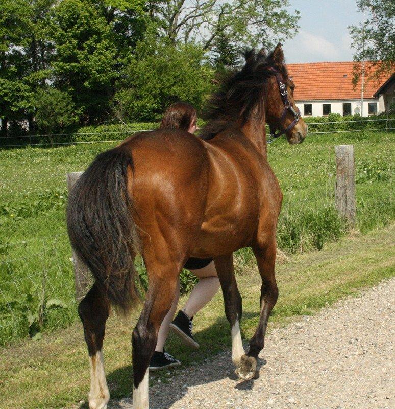 Gammelgaards La Titanic billede 41