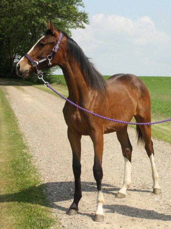 Gammelgaards La Titanic billede 43