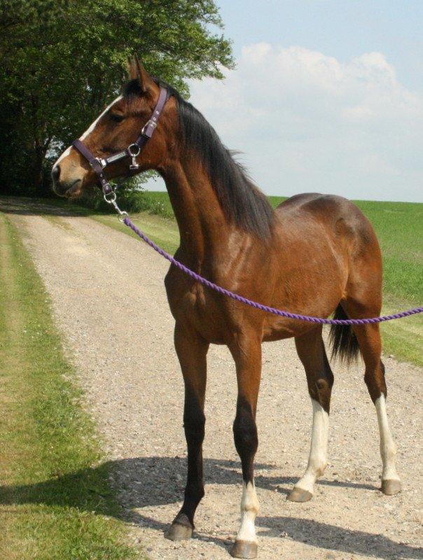 Gammelgaards La Titanic billede 44