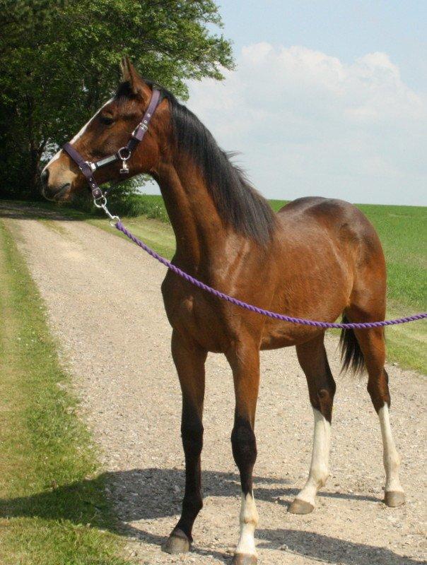 Gammelgaards La Titanic billede 45