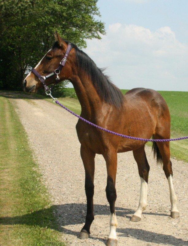 Gammelgaards La Titanic billede 46