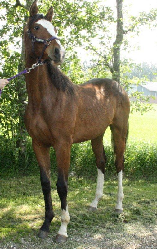 Gammelgaards La Titanic billede 47