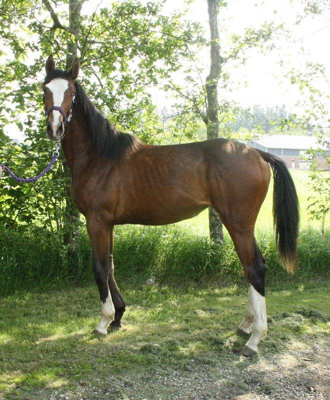 Gammelgaards La Titanic billede 48