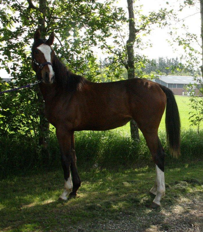 Gammelgaards La Titanic billede 49