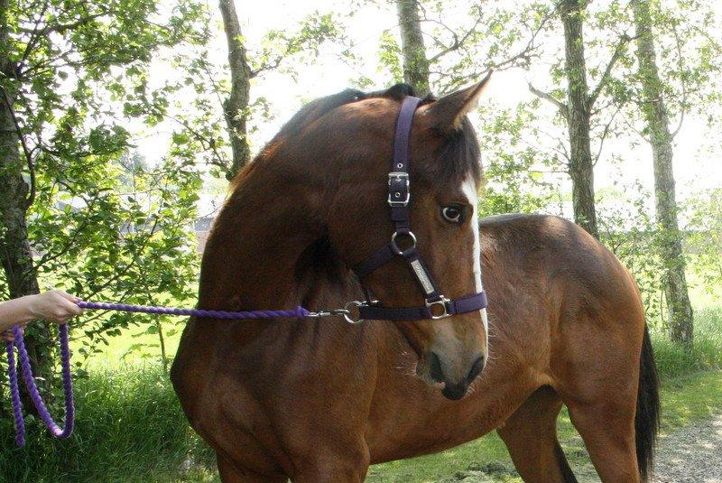 Gammelgaards La Titanic billede 50