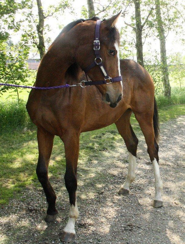 Gammelgaards La Titanic billede 51