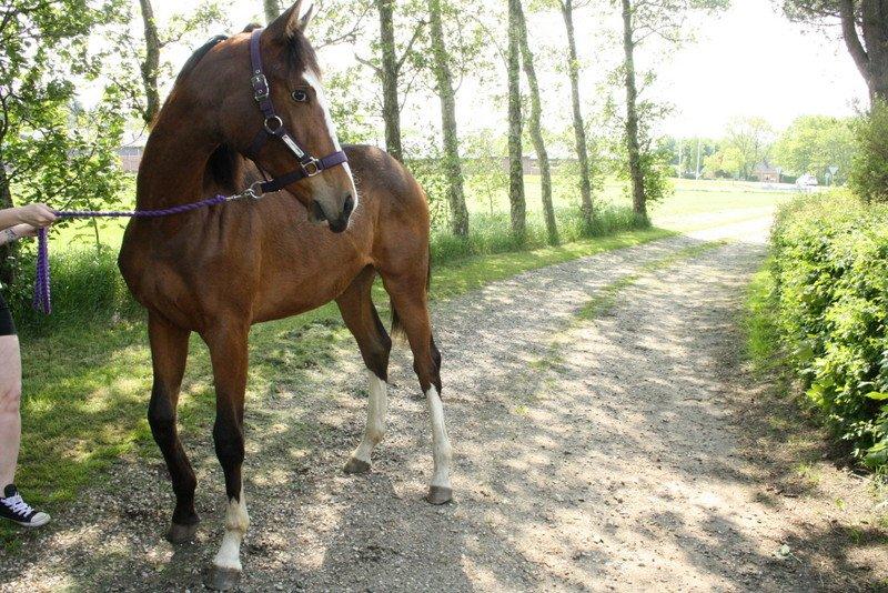 Gammelgaards La Titanic billede 52