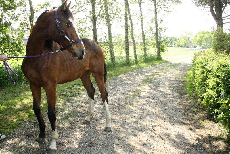 Gammelgaards La Titanic billede 53