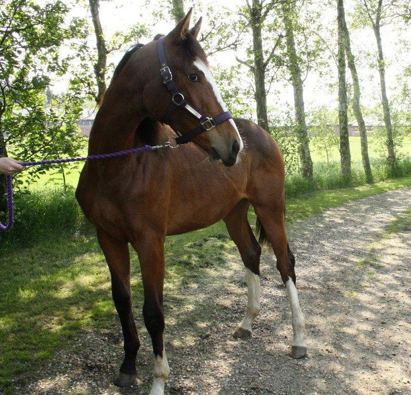 Gammelgaards La Titanic billede 54