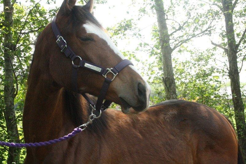 Gammelgaards La Titanic billede 55