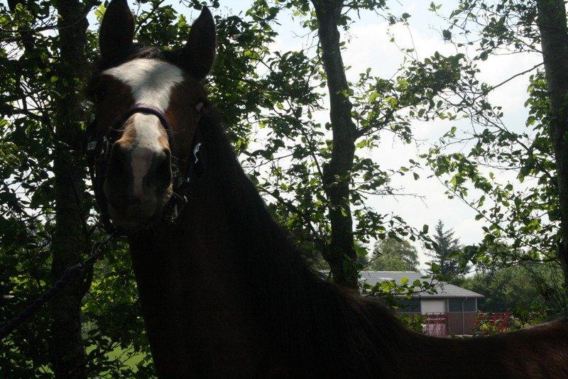 Gammelgaards La Titanic billede 56