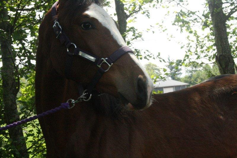 Gammelgaards La Titanic billede 57