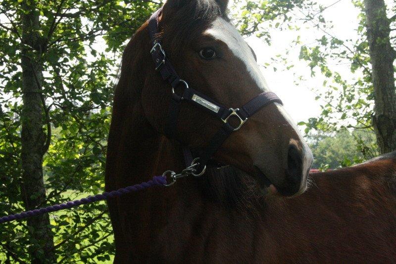 Gammelgaards La Titanic billede 58