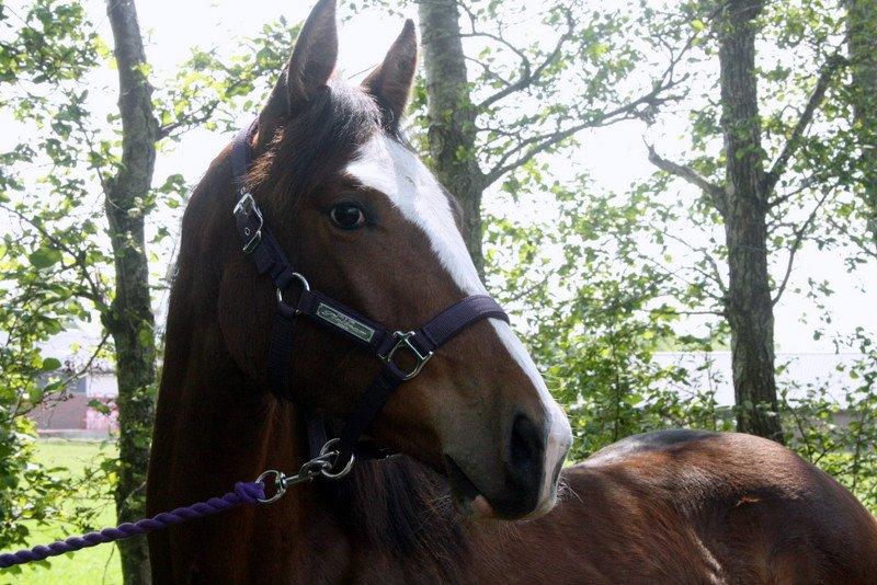 Gammelgaards La Titanic billede 59