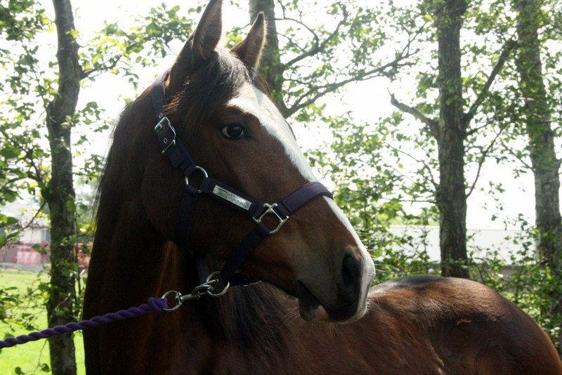 Gammelgaards La Titanic billede 60