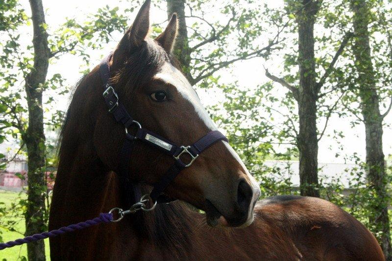 Gammelgaards La Titanic billede 61