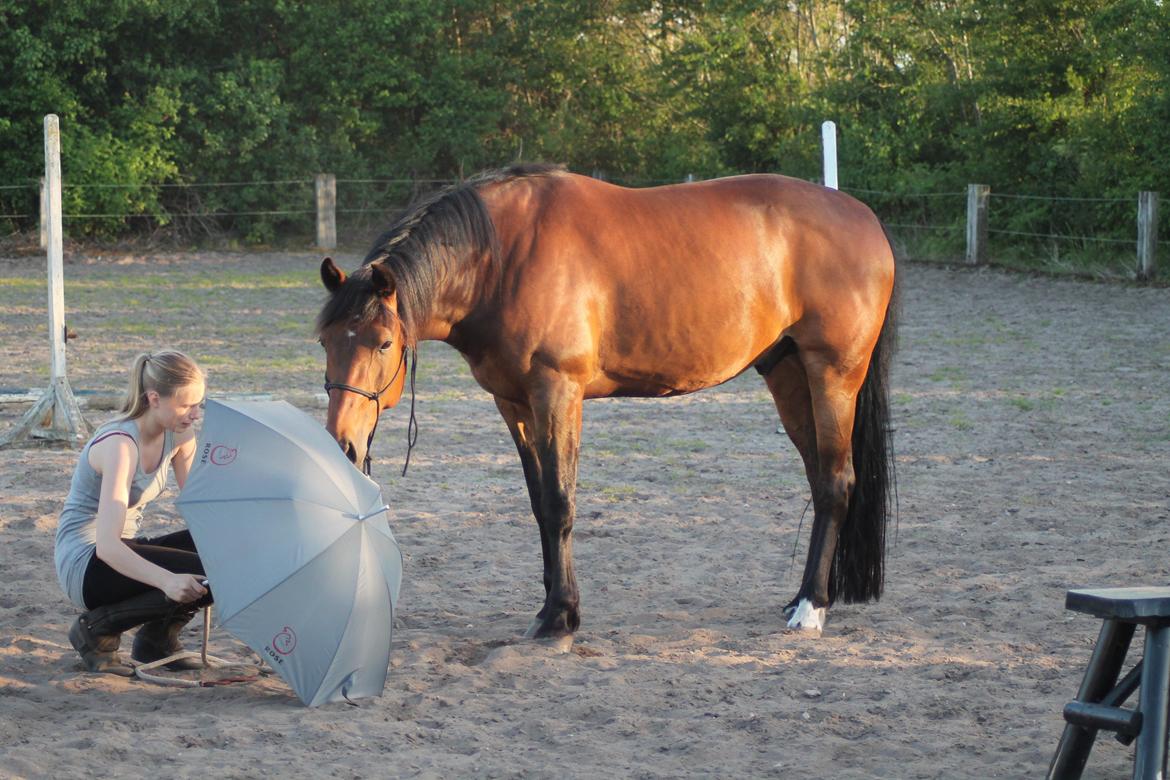 Vores billedebog. - Paraply træning d. 31-05-13. Søde hest, der ikke er bange for den!<3 billede 83
