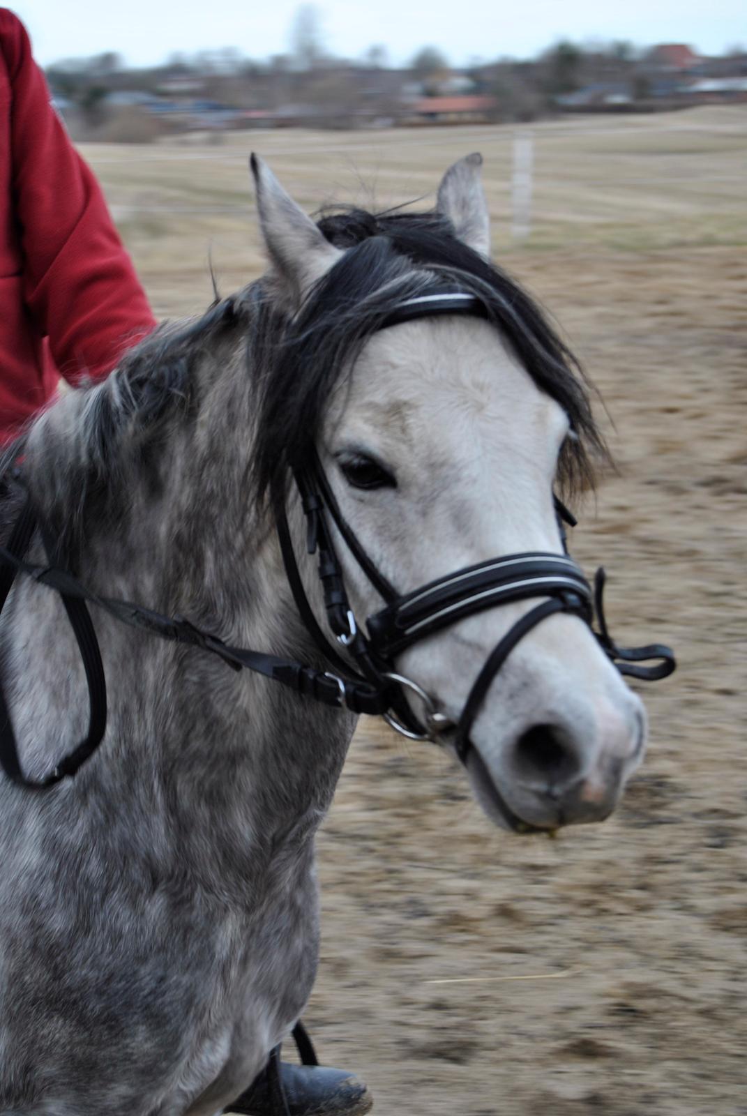 Louise Gregersen & Korreborgs Barolo - Dressurtræning  billede 1