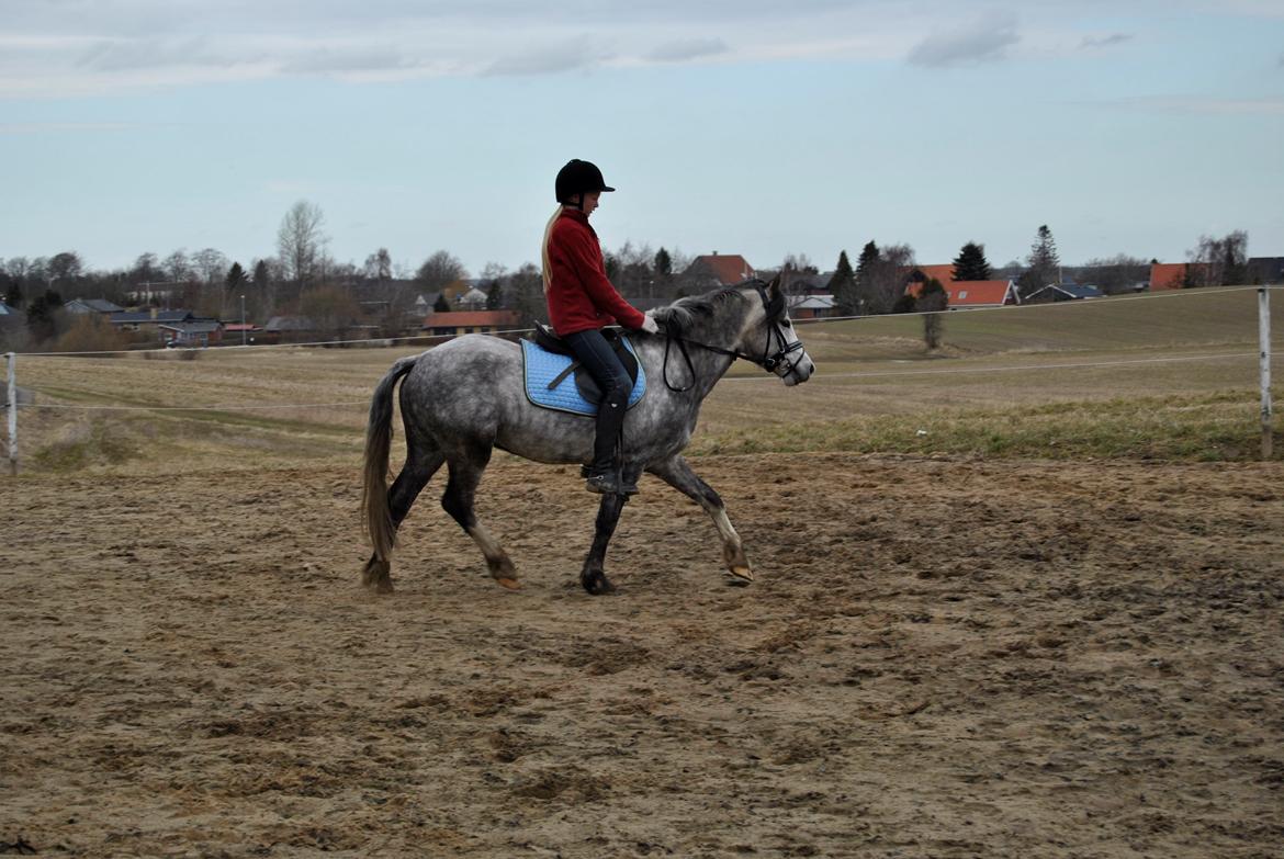 Louise Gregersen & Korreborgs Barolo - Dressurtræning  billede 2