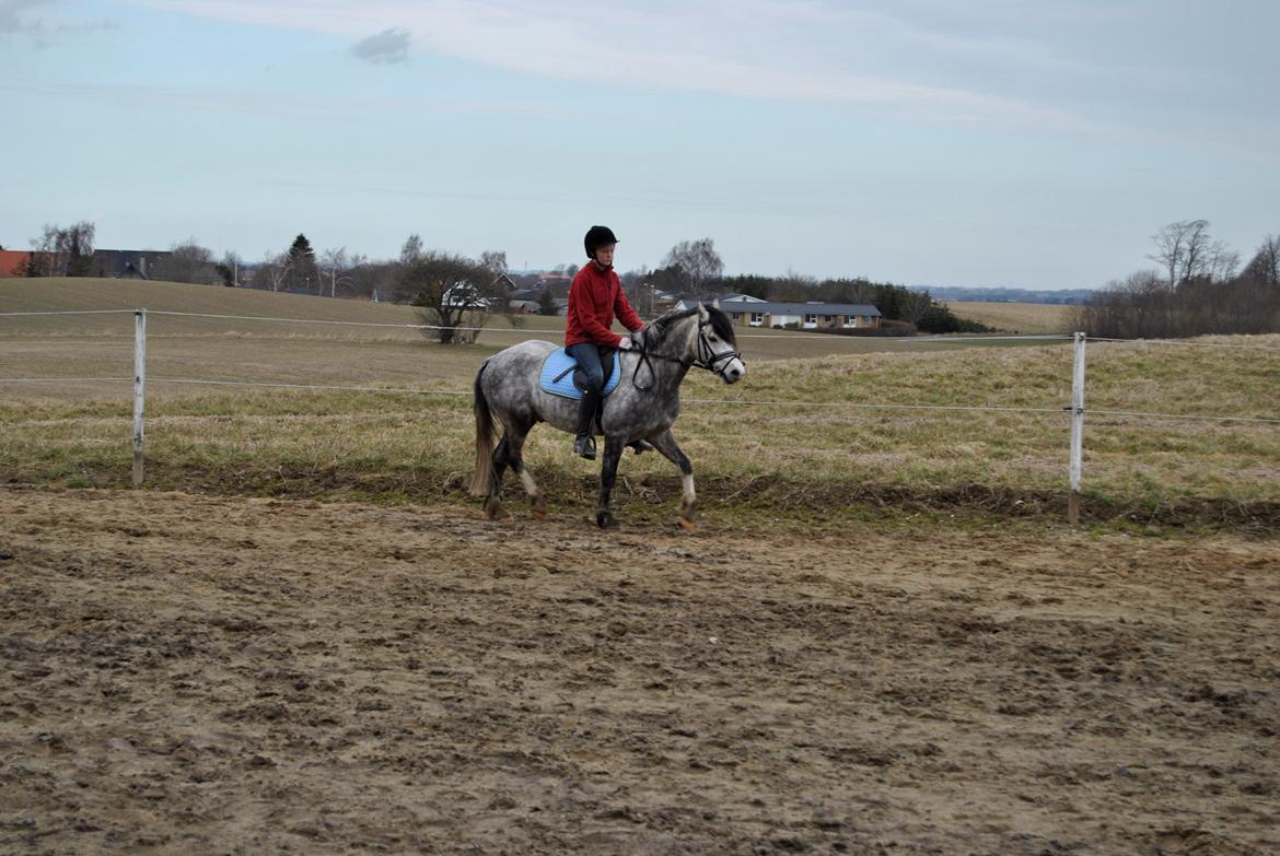 Louise Gregersen & Korreborgs Barolo - Dressurtræning  billede 5