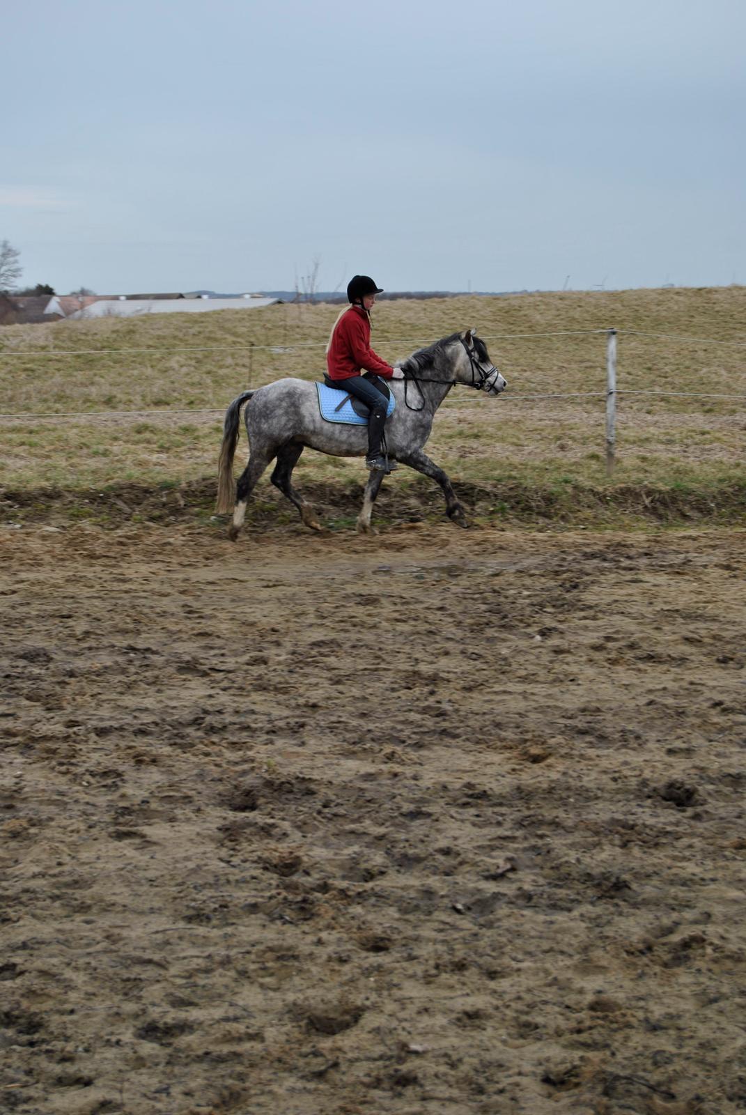 Louise Gregersen & Korreborgs Barolo - Dressurtræning  billede 7