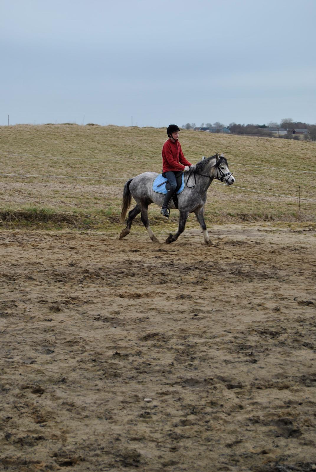 Louise Gregersen & Korreborgs Barolo - Dressurtræning  billede 8